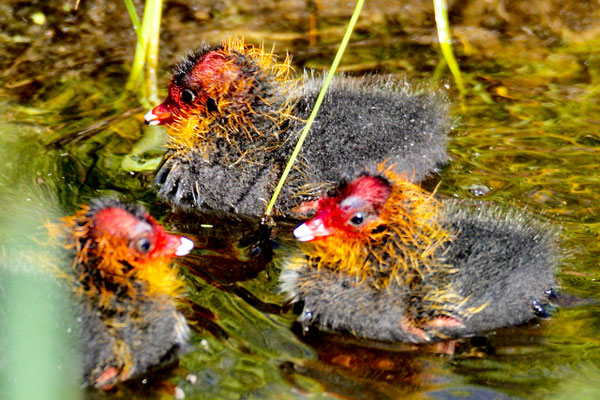 Jonge Meerkoeten