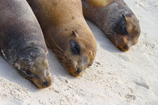 Galapagos Zeeleeuwen