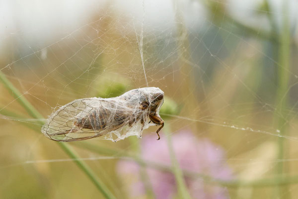 .... uren later is deze Cicade (Lyristes plebejus) nog steeds aan het proberen zich te bevrijden.