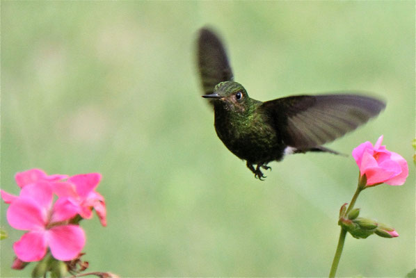 .....Kolibri. Argentinië