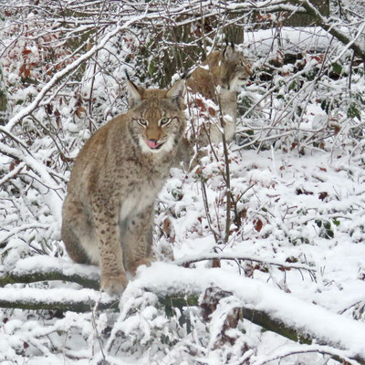 Lynxen, Anholter Schweiz