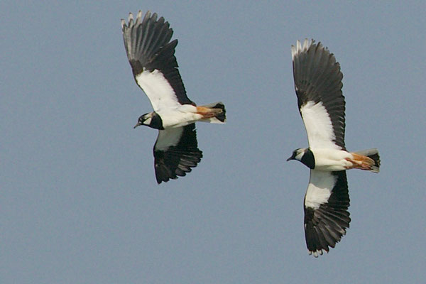 Baltsende Kieviten