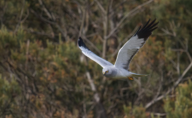 Blauwe Kiekendief (m) Vlieland