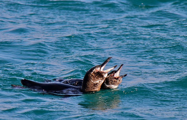 Galapagos Pinguin