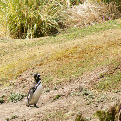 Magelhaen pinguins broeden in holen in de duinen