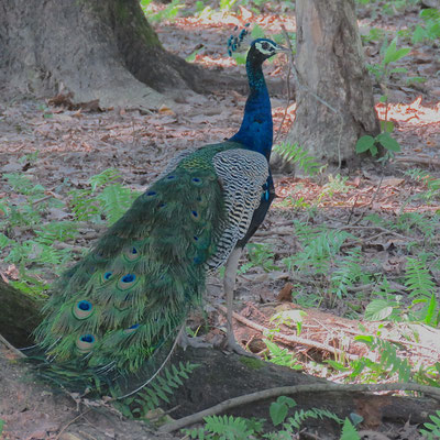 Indische Pauw (in 't wild), Royal Manas National Park