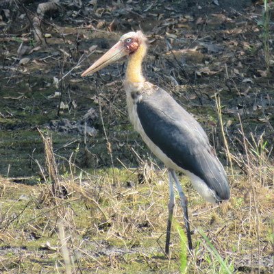 Maraboe, Royal Manas National Park