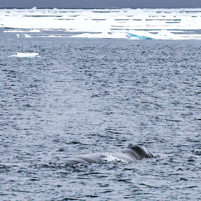 Groenlandse Walvis