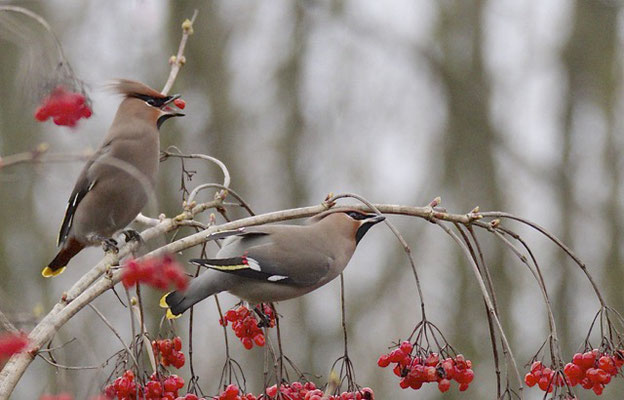 Pestvogels, Utrecht