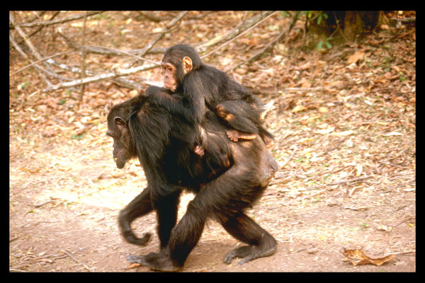 Fifi met zoons Faustino (3jr) op de rug en baby Ferdinand (2,5 week) onder hangend. Gombe Stream Reserve, Tanzania 1992