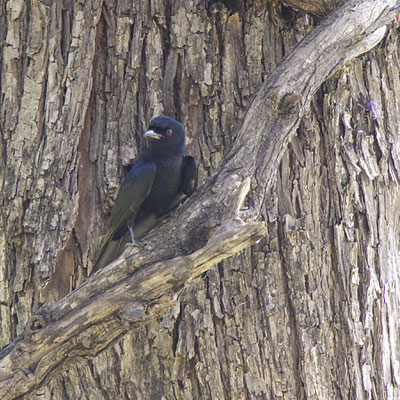 Drongo, bij Chobe river