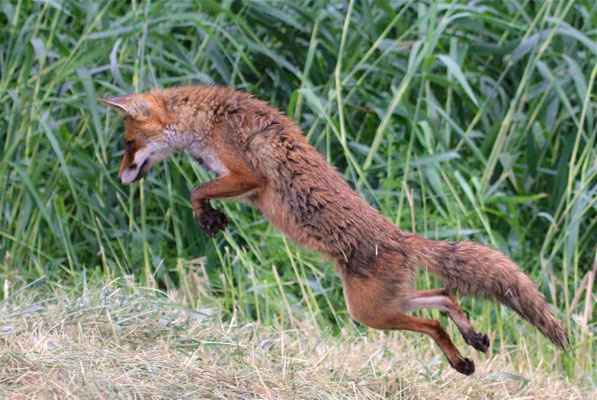 Vos vangt muizen in hooi. Flevoland.