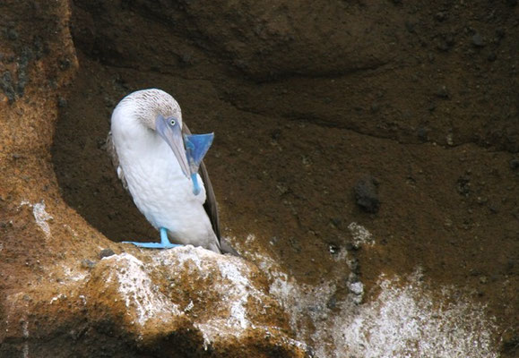 Blauwvoetgent