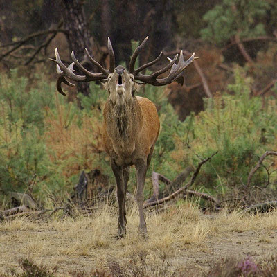 Bronst. Hoge Veluwe
