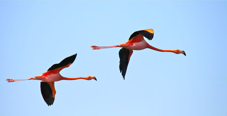 Grote Flamingo's