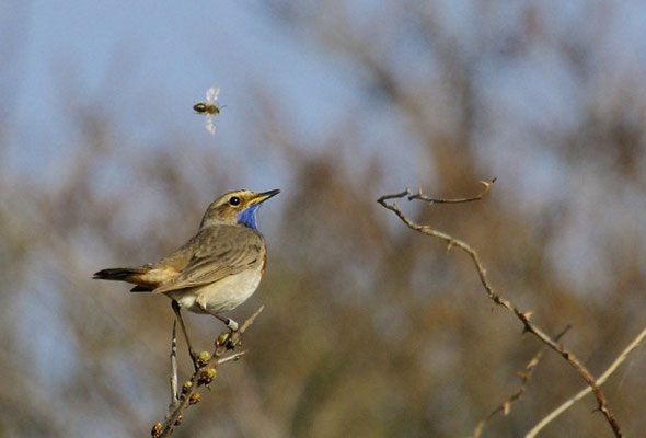 Blauwborst, Texel