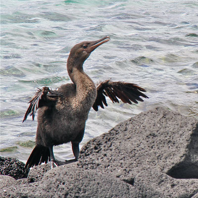 Galapagos Aalscholver (kan niet vliegen!)
