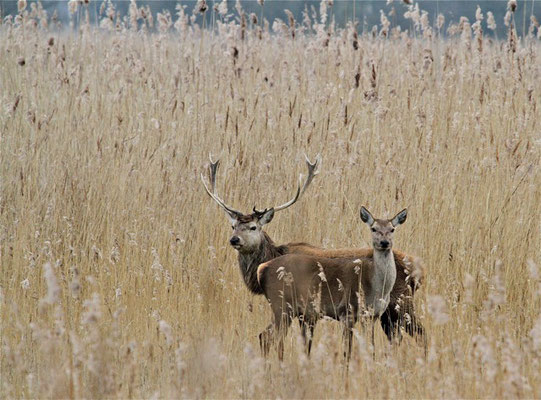 Edelherten, Oostvaardersplassen (lang geleden!)
