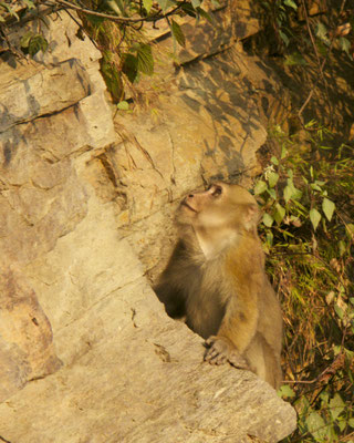 Makaak. Bhutan
