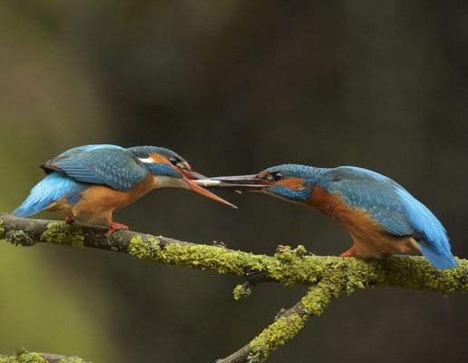 Balts van IJsvogels. Visoverdracht   