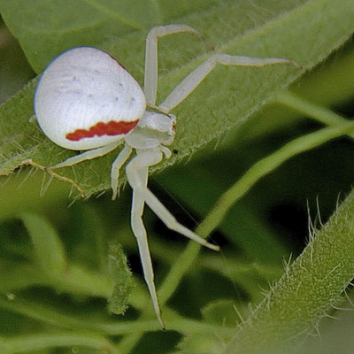 Gewone Kameleonspin