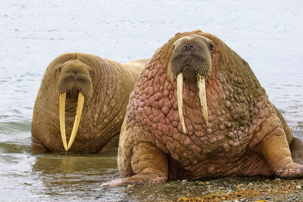 Walruspaar. De man zit vol roze 'tuberkels'