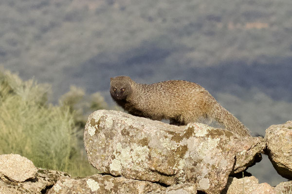 Mongoose (een exoot afkomstig uit Afrika)