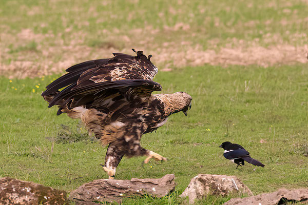 Spaanse Keizerarend (subadult/4jr.)