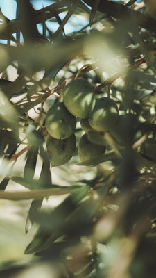 Olivenbaum
