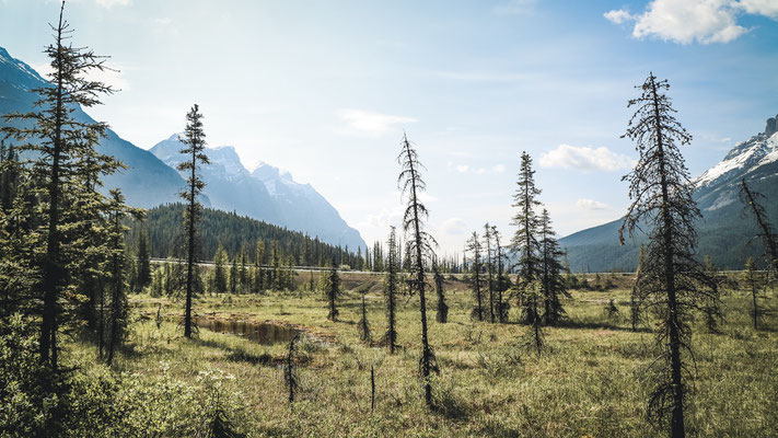 Icefields Parkway, Kanada