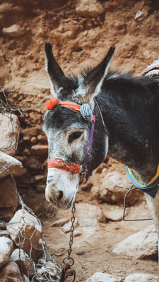 Petra, Jordanien