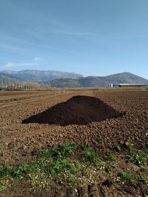 alcune fasi di spandimento del compost sul terreno per la coltivazione dell'anguria.