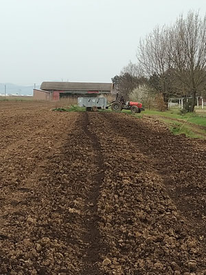 alcune fasi di spandimento del compost sul terreno per la coltivazione dell'anguria.