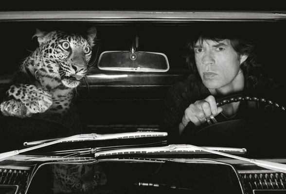 Albert Watson, Mick Jagger with Leopard in Car, Print Archival Pigment Print, 107×142 cm 