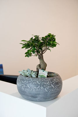 lego bonsai collection LEGO Mini Bonsai trees, 10373  Brix & Figures
