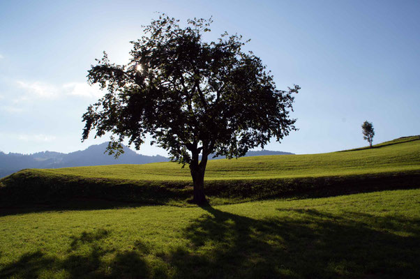 Atem Eva Gerhing, Allgäu, Atemraum Allgäu, Atem, Therapie, Onlinekurs, Atemarbeit, Atembehandlungen, Einzelbehandlungen, Gruppen, Atemgruppen, Allgäu, Burgberg, Sonthofen