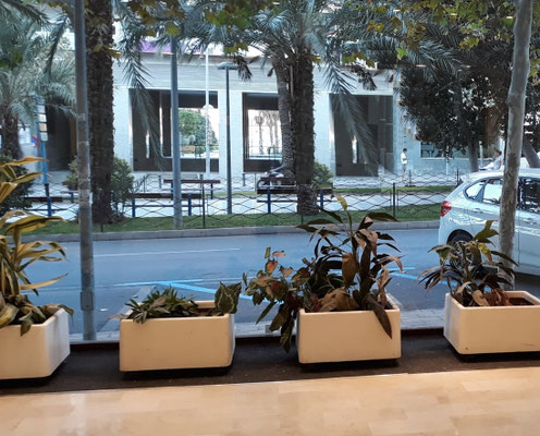  Busco Local en la mejor zona de negocios del centro de Alicante
