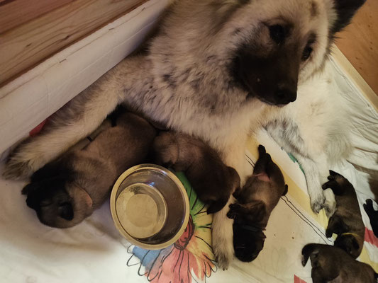 Was war denn da drin, Mama? Das hat lecker gerochen! Komm, wir bewachen deinen Napf!