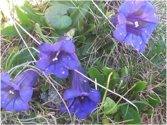 Blauer Enzian bei einer Wanderung im Zillertal
