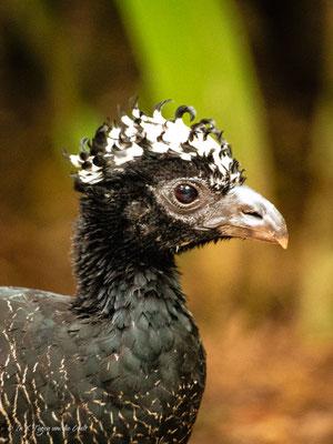 Iguazu Vogelpark Parque das Aves Brasilien