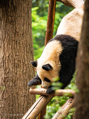 Chengdu Research Base of Giant Panda Breeding