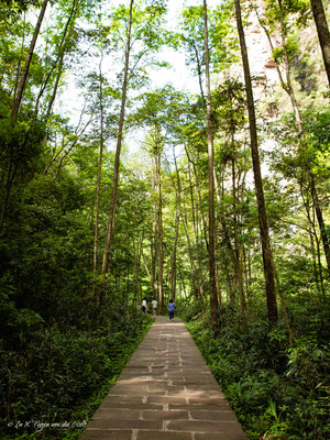 Zhangjiajie National Forest Park Avatar Berge in China