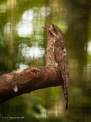 Iguazu Vogelpark Parque das Aves Brasilien