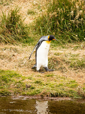 Parque Pingüino Rey in Chile – Königspinguine auf Feuerland