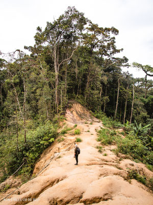 Cameron Highlands Malaysia
