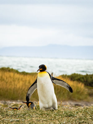 Parque Pingüino Rey in Chile – Königspinguine auf Feuerland