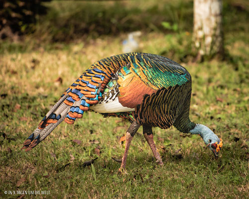 Die Ruinen von Tikal Guatemala