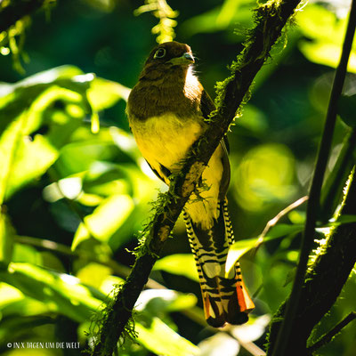 La Fortuna Costa Rica Regenwald