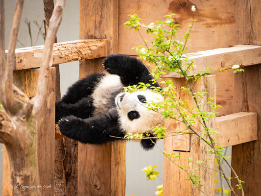 Chengdu Research Base of Giant Panda Breeding