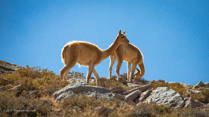 San Pedro de Atacama Sehenswürdigkeiten, Ausflüge Atacama Wüste